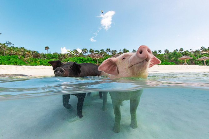 Sandy Toes The Original Rose Island and Swimming Pigs Tour - Five things to know before booking