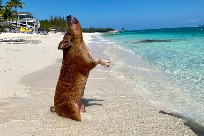 Sandy Toes The Original Rose Island and Swimming Pigs Tour - Leaving Nassau from Paradise Island