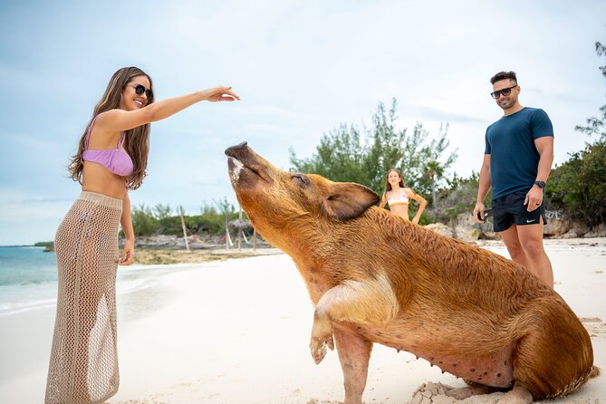 Sandy Toes The Original Rose Island and Swimming Pigs Tour - Snorkeling in clear Bahamian water