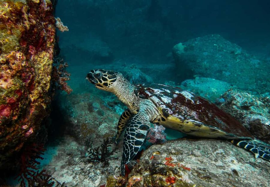 Sea-nic, Sip N’ Snorkel on a Semi-Submersive Seacraft - Key points to know before booking