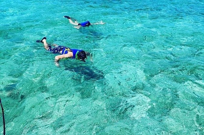 Small-Group Snorkeling Experience at Sea Garden - What you may see beneath the surface