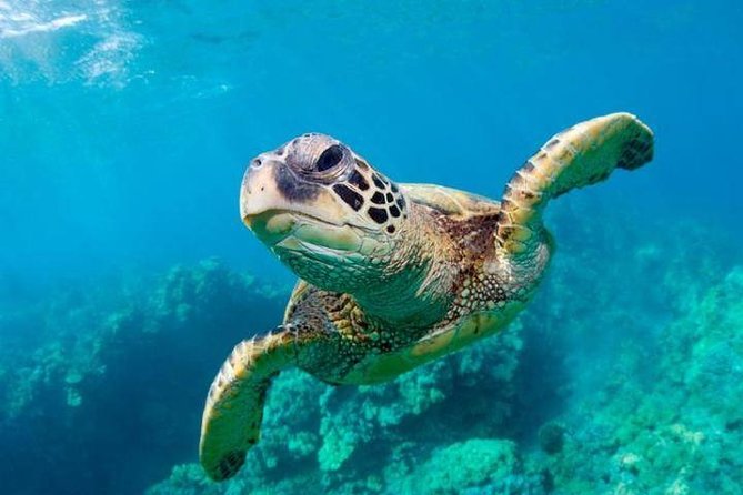 Snorkel/Swim with the Turtles Experience - Key things to know before you book