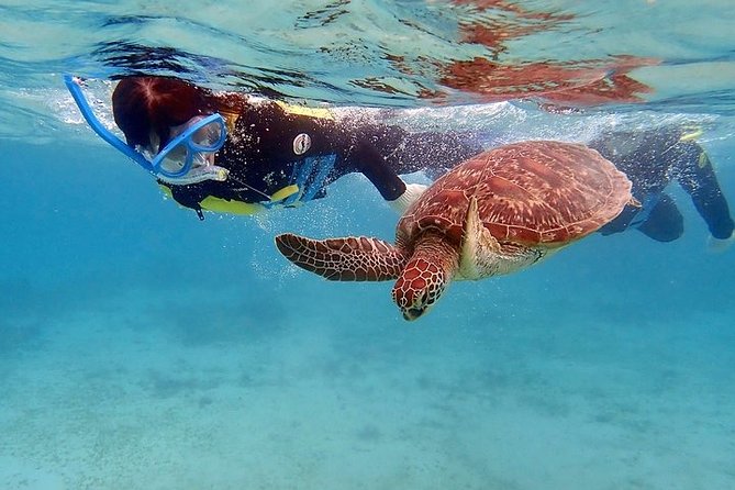 Snorkel/Swim with the Turtles Experience - The turtle swim and coral reef session