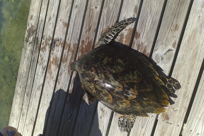 Sweetings Cay Mangrove Kayaking and Turtles - Sweetings Cay Kayaking: Key Points