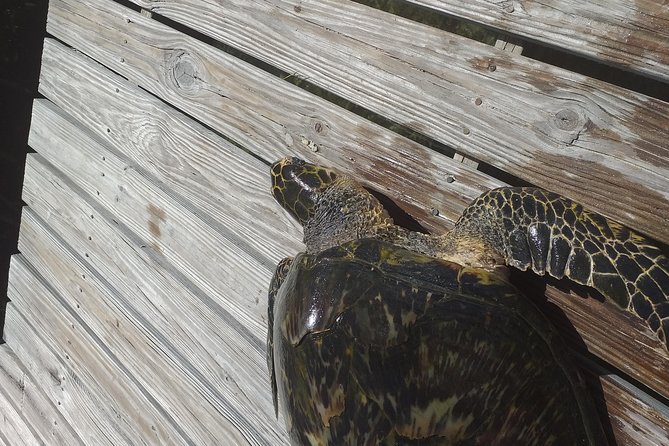 Sweetings Cay Mangrove Kayaking and Turtles - Why This East End Trip Is Different