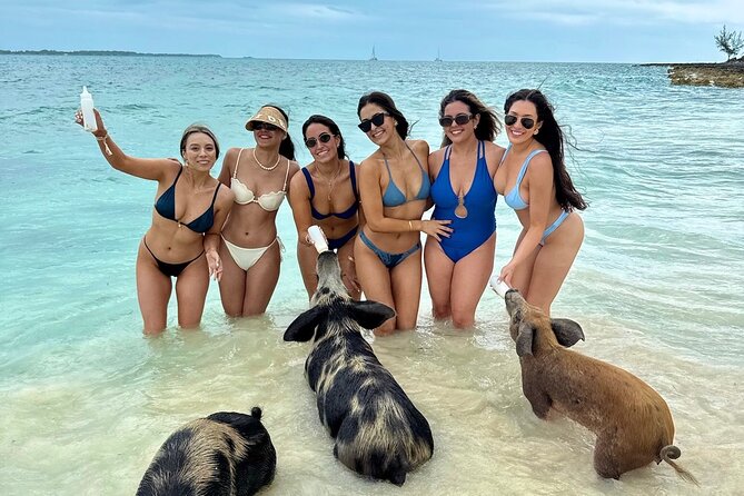 Swim with Famous Pigs at Rose Island - From Nassau’s cruise port to Rose Island