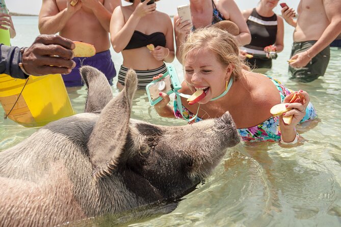 Swim with Famous Pigs at Rose Island - How the day may feel for different groups