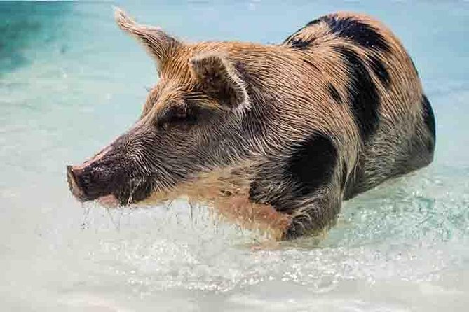 Swim with Pigs on a Tropical Island - What this $95.99 experience really includes