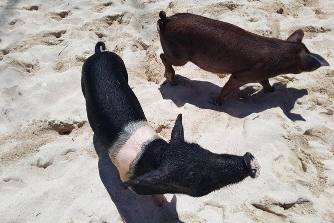Swim with Pigs on a Tropical Island - Why the pig session can feel short