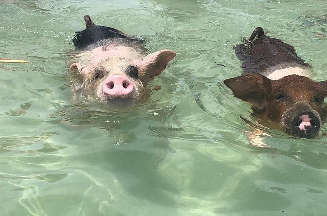 Swim with Pigs on a Tropical Island - The West End drive and coastal views