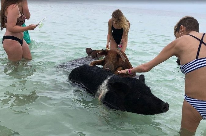 Swim with Pigs on a Tropical Island - Pickup, group size, and timing problems