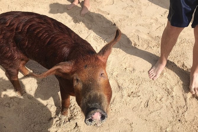 Swim with Pigs on a Tropical Island - Who will enjoy this tour most