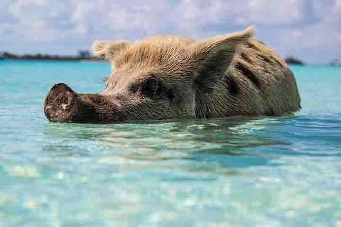 Swim with Pigs on a Tropical Island - Meeting Peppa, Maya, and the beach pigs