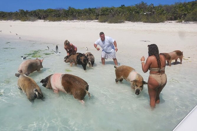 Swim with the Pigs and Explore Caves in Nassau - Lunch, rum punch, and what the price includes