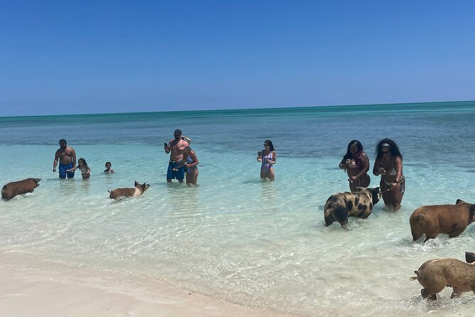 Swim with the Pigs Freeport @Creative Eco Adventures - Key things to know before you book