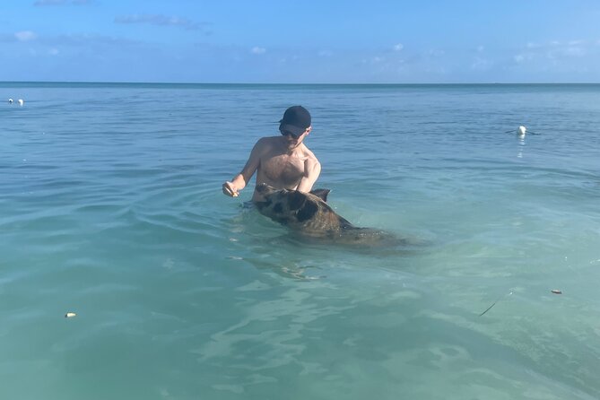 Swim with the Pigs Freeport @Creative Eco Adventures - Feeding time brings the action