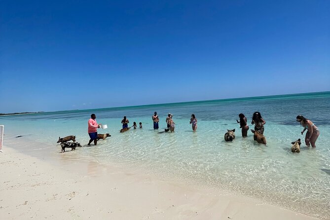 Swim with the Pigs Freeport @Creative Eco Adventures - Swimming beside the pigs on the beach