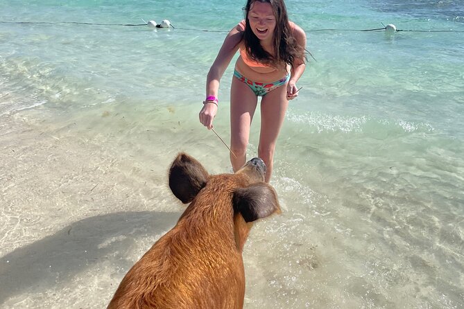 Swim with the Pigs Freeport @Creative Eco Adventures - How the $71.50 price measures up