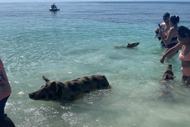 Swim with the Pigs Freeport @Creative Eco Adventures - Who will enjoy this most