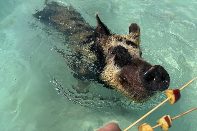 Swim with the Pigs Freeport @Creative Eco Adventures - Meeting the pigs and learning the basics