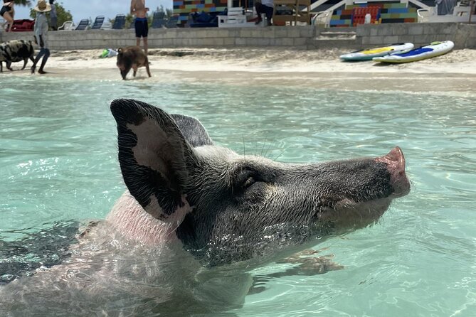 Swim with the Pigs Safari in Bahamas (2hrs) - Quick takeaways from this Nassau boat tour