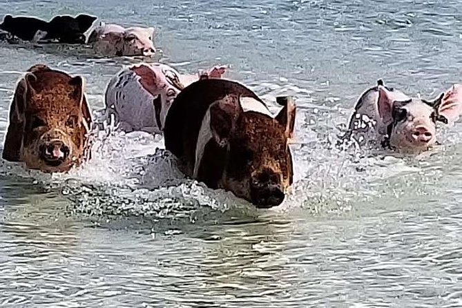 Swim with the Pigs / West End Experience - Key points at a glance