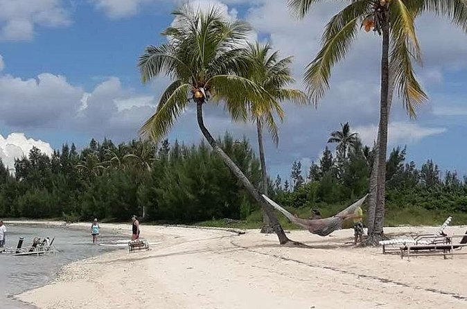 Swim with the Pigs / West End Experience - Swimming with the pigs at Crystal Beach