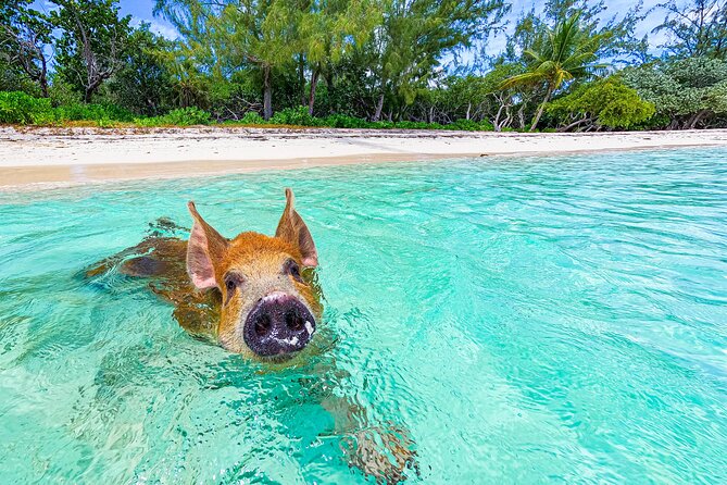 Swimming Pigs and Pearl Island Beach Escape - From Paradise Island to Pearl Island