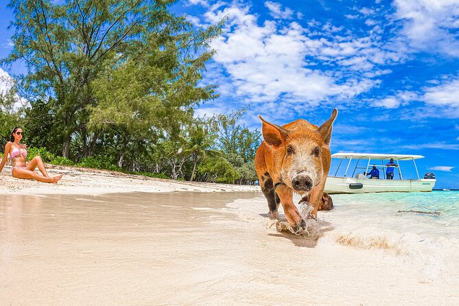 Swimming Pigs and Pearl Island Beach Escape - Lighthouse views and simple island pleasures