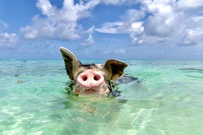 Swimming Pigs and Private Beach Club Escape - Key points at a glance