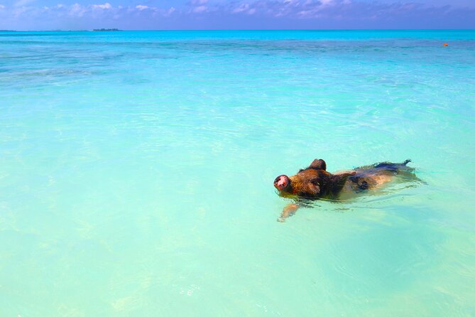 Swimming Pigs and Private Beach Club Escape - Lunch, shade, and time to slow down