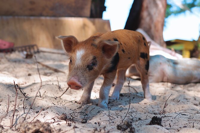Swimming Pigs & ATV Tour - Meeting the swimming pigs