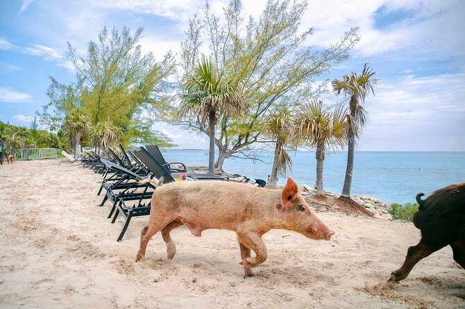 Swimming Pigs Of Rose Island & Beach Day - Group Tour - The 30-minute boat ride from Nassau