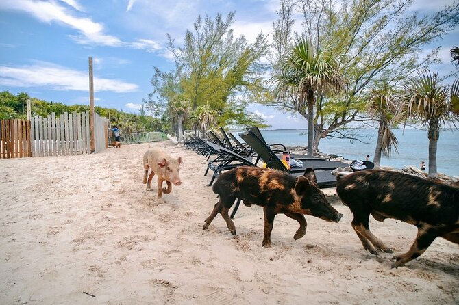 Swimming Pigs Of Rose Island & Beach Day - Group Tour - Food, drinks, and the real cost of the day