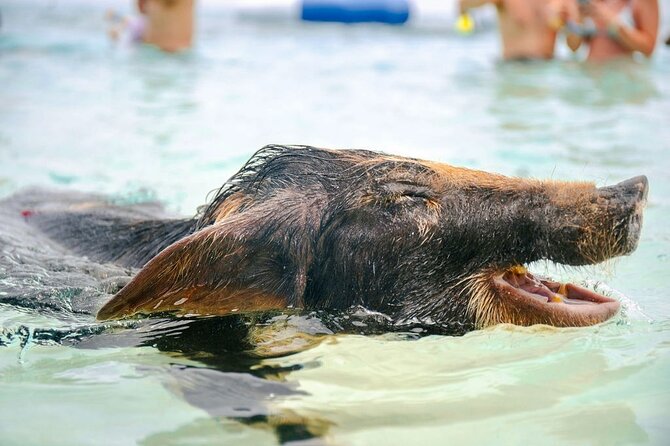Swimming Pigs Of Rose Island & Beach Day - Group Tour - Guides, captains, and the group atmosphere