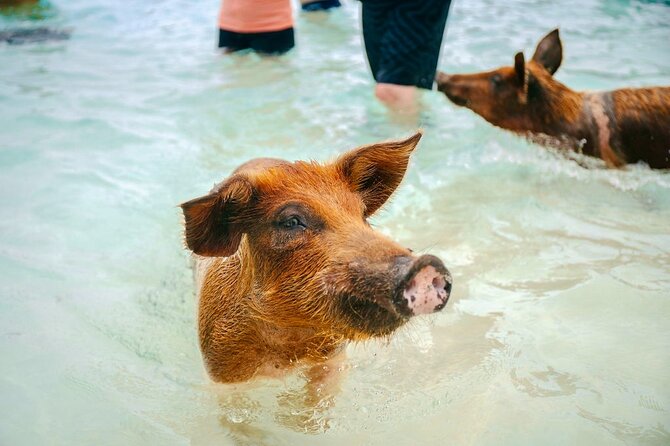 Swimming Pigs Of Rose Island & Beach Day - Group Tour - Weather, timing, and practical concerns
