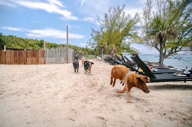 Swimming Pigs Of Rose Island & Beach Day - Group Tour - Who should book this Rose Island trip?