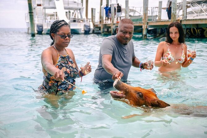 Swimming Pigs Of Rose Island & Beach Day - Group Tour - What the swimming pig encounter is really like