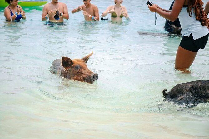 Swimming Pigs Of Rose Island Water Taxi Nassau Bahamas - The good and bad of the staff operation