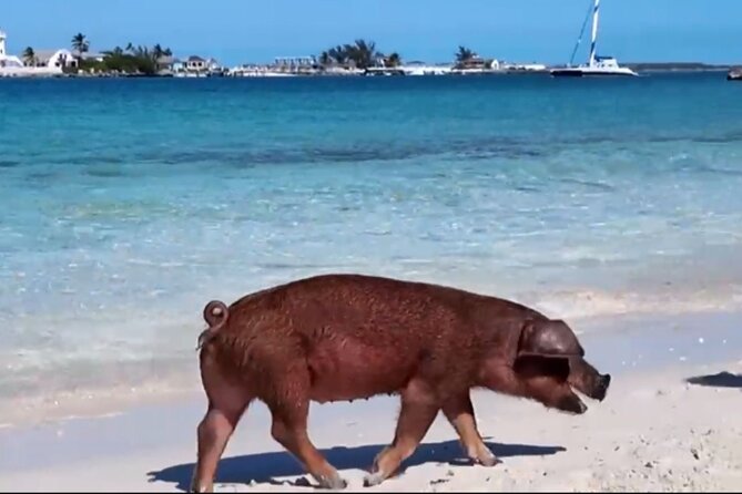 Swimming Pigs, Snorkeling and Beach Tour in Nassau Bahamas - Starting at Elizabeth on Bay in Nassau