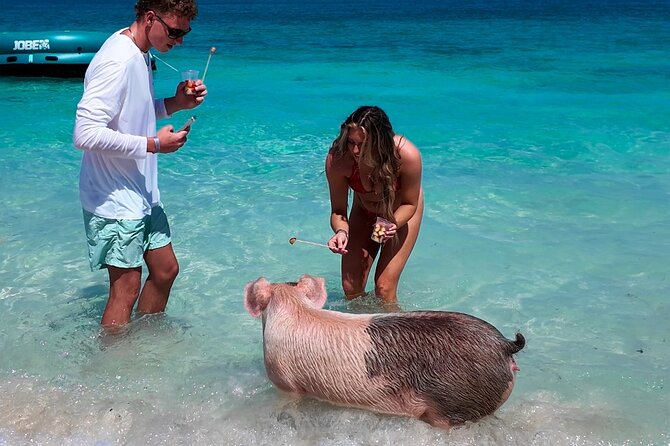 Swimming Pigs, Snorkeling and Beach Tour in Nassau Bahamas - Meeting the Swimming Pigs at Athol Island