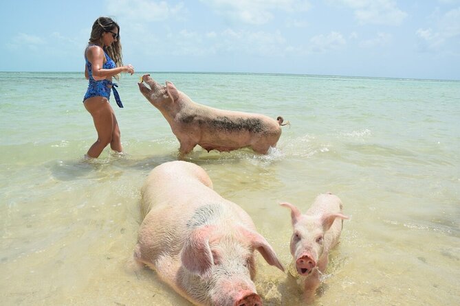 Swimming Pigs & Tour with Transportation to Rose Island - Key points at a glance