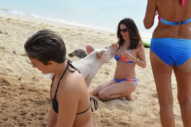 Swimming Pigs & Tour with Transportation to Rose Island - Rose Island by bus, with karaoke on the way