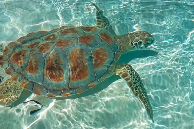Swimming Pigs, Turtles & Reef Snorkel in Nassau-Champion Tours - Safety, Comfort, and Family Use