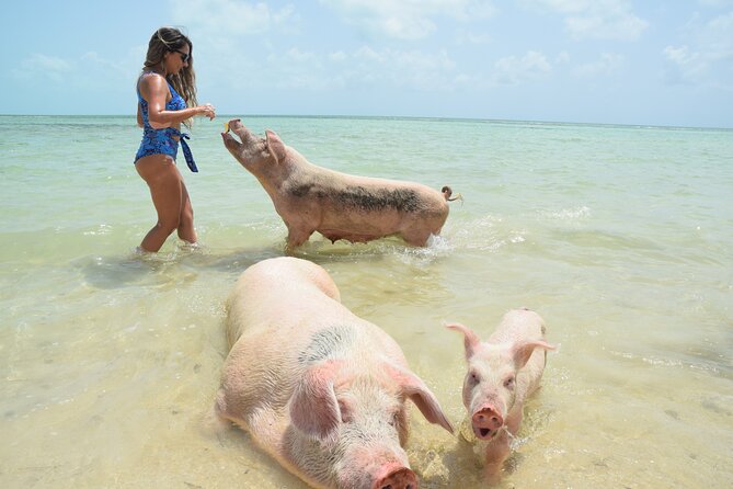 Swimming with Pigs in Nassau, Transportation Included - Quick take: what matters most