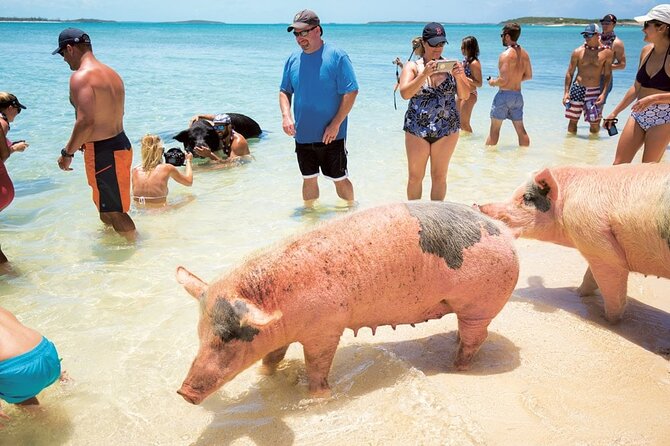 Swimming with Pigs in Nassau, Transportation Included - Rose Island beach time before the pigs