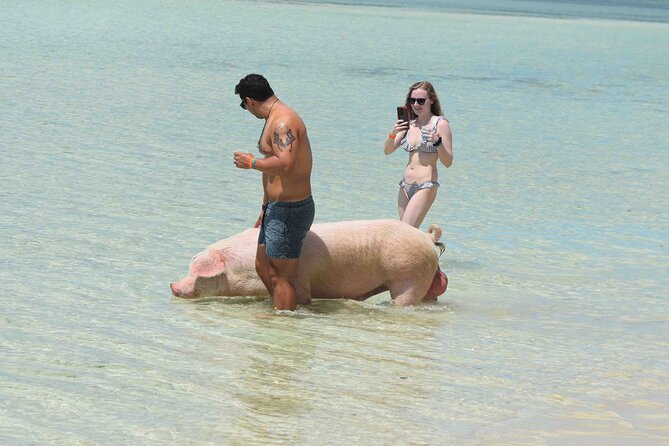 Swimming with Pigs in Nassau, Transportation Included - How much value is in the $179 price?