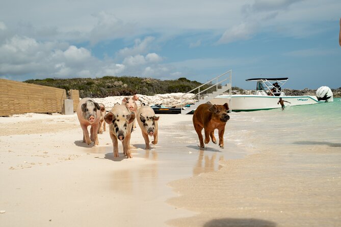 The Ultimate Bahamian Beach Day: Pigs, Jet Ski, Snorkeling & More - Is $209 A Fair Price?