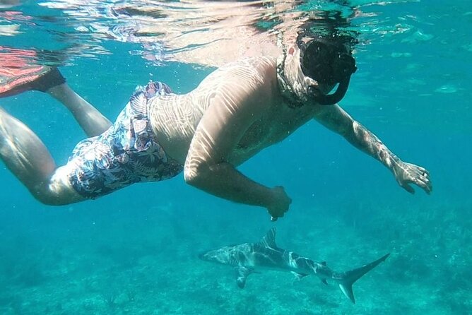 Top 4 Snorkeling Adventures in Bimini - The Shark Arena is the high point for many swimmers