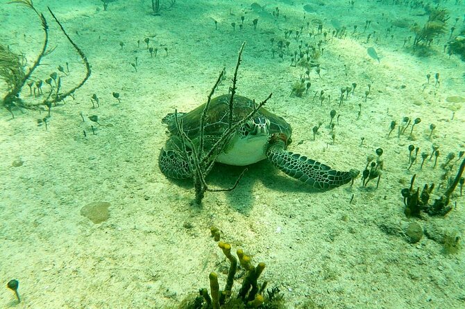 Top 4 Snorkeling Adventures in Bimini - Lunch, equipment, and photos improve the $200 value